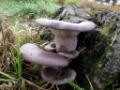 Herfst in de GrootePeel
